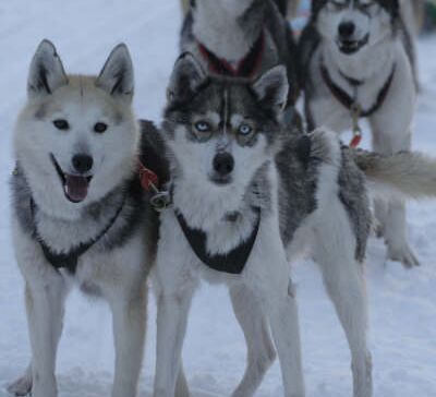 Luxus pur mit Huskys und Rentieren © isosyoete